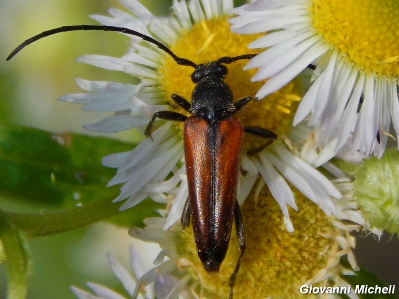 Stenurella melanura